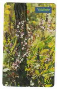 c15349 SP 09/00 Flores do Cerrado (Andira humilis) 500.000x INT 30